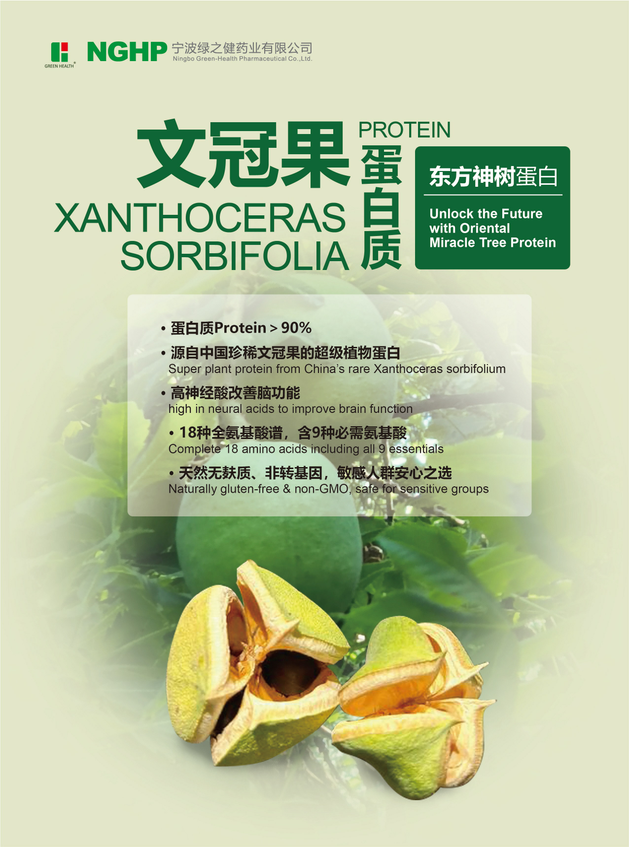 Xanthoceras Sorbifolial